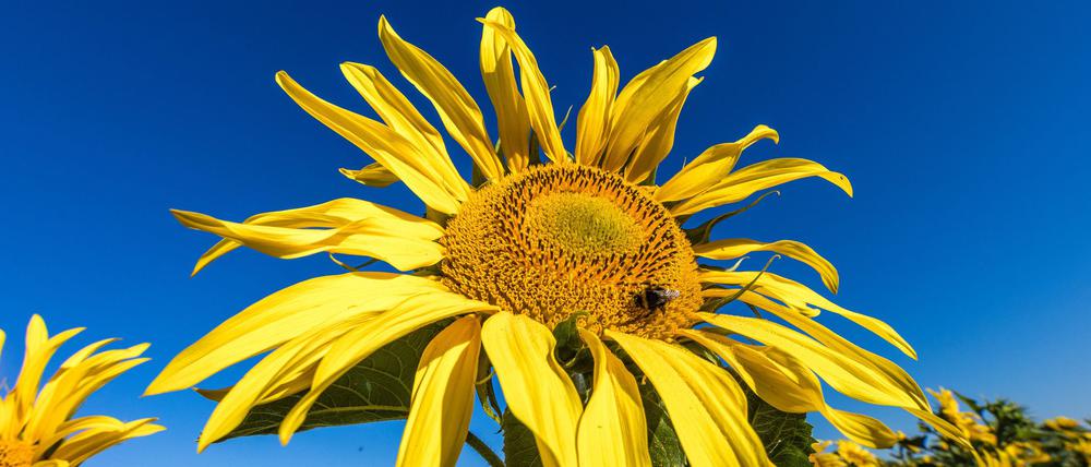 Die Sonne zeigt sich in den kommenden Tagen viel über Deutschland. (Archivbild)