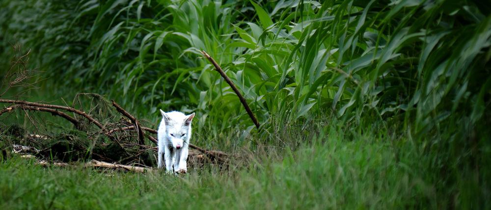 Das Fell des Fuchses war nicht flauschig genug für einen Polarfuchs.