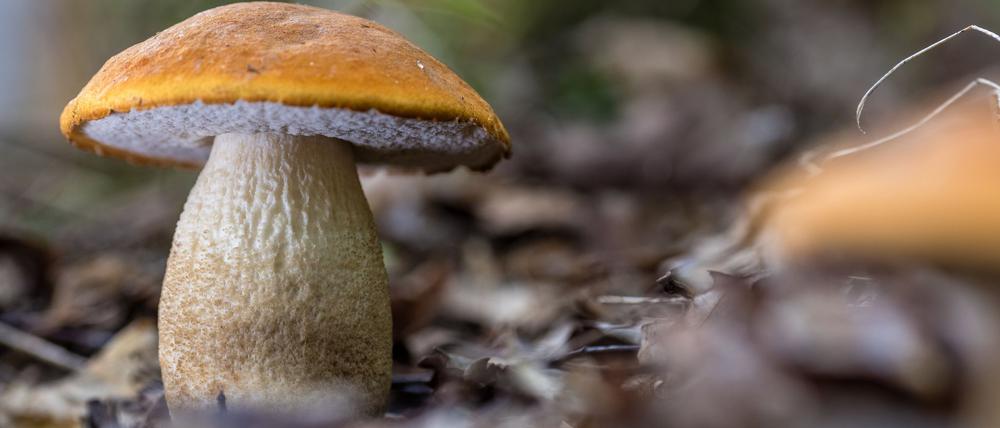 Die Pilze zeigen sich nach dem Regen der letzten Tage häufig in Brandenburg.