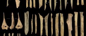 Forschende haben in der spanischen Höhle El Mirador menschliche Überreste gefunden, die auf Kannibalismus vor einigen Tausend Jahren hindeuten.