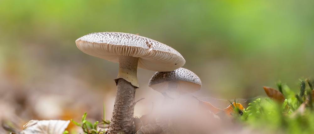 Zwei Perlpilze (Amanita rubescens), die gekocht oder gebraten essen kann. Sie sind leicht mit dem giftigen Pantherpilz zu verwechseln.