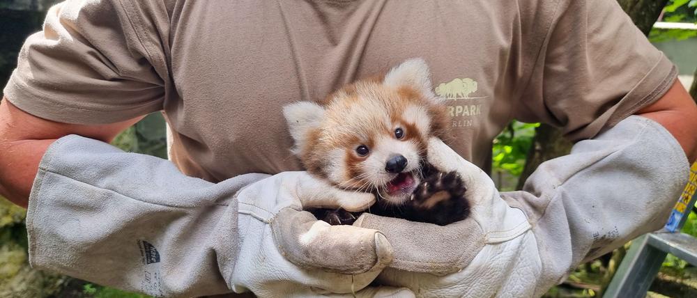 Im Berliner Tierpark sind zwei Rote Pandas geboren. Die Zwillinge kamen am 8. Juni zur Welt, wie der Tierpark mitteilte. (Archivbild)