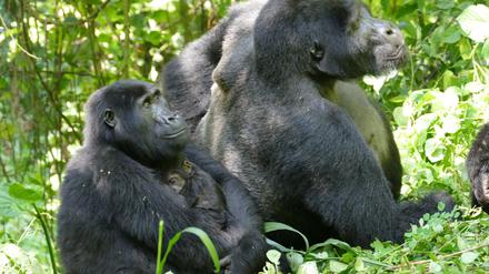 Auch Gorilla-Weibchen können – trotz des extremen Größen- und Kraftunterschieds – Konflikte für sich entscheiden. 