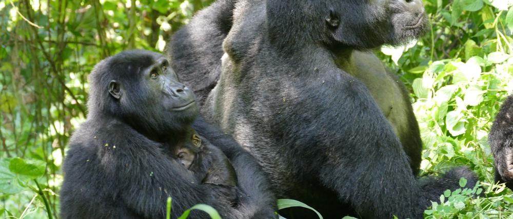 Auch Gorilla-Weibchen können – trotz des extremen Größen- und Kraftunterschieds – Konflikte für sich entscheiden.