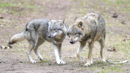 Wölfe laufen im Wildpark Schorfheide durchs Gehege.