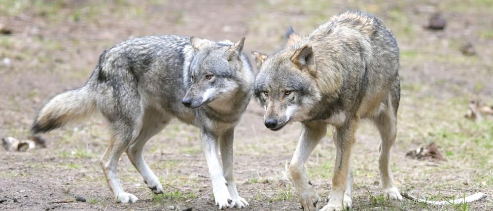 Wölfe laufen im Wildpark Schorfheide durchs Gehege.