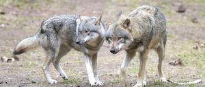 Wölfe laufen im Wildpark Schorfheide durchs Gehege.