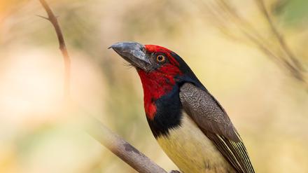 Der Halsband-Bartvogel in Botsuana im September 2023. Der Klimawandel sorgt für einen drastischen Rückgang der Vögelvielfalt auch in den Tropen.