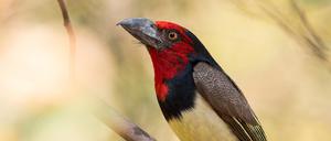 Der Halsband-Bartvogel in Botsuana im September 2023. Der Klimawandel sorgt für einen drastischen Rückgang der Vögelvielfalt auch in den Tropen.