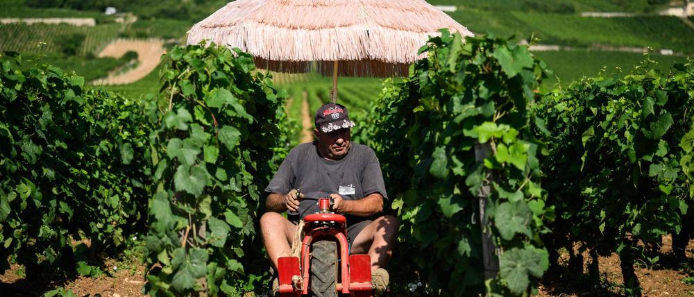 Neben Lieferdiensten und Bauarbeitern ist die Landwirtschaft besonders von Hitze betroffen. (Archivbild)