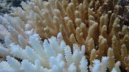 Von Kimberley bis Ningaloo: Von der Bleiche betroffen ist ein Gebiet von rund 1500 Kilometern Länge (Symbolbild).
