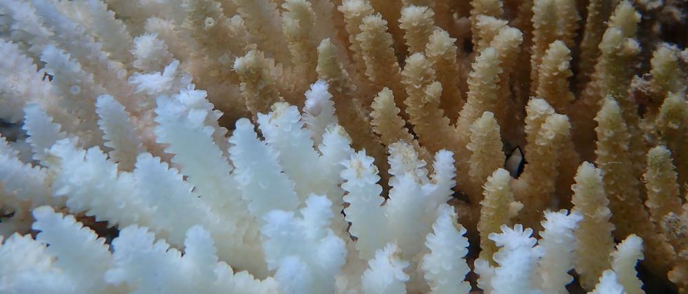 Von Kimberley bis Ningaloo: Von der Bleiche betroffen ist ein Gebiet von rund 1500 Kilometern Länge (Symbolbild).