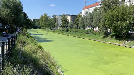 Der Landwehrkanal, auf dem sich massenhaft Algen gebildet haben.