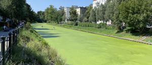 Der Landwehrkanal, auf dem sich massenhaft Algen gebildet haben.