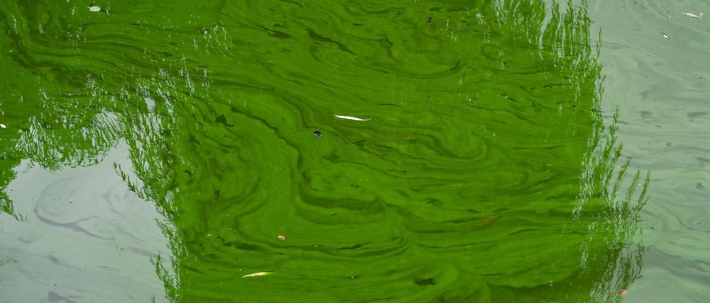 Blaualgen können sich bei warmem Wetter schnell vermehren. (Archivbild)