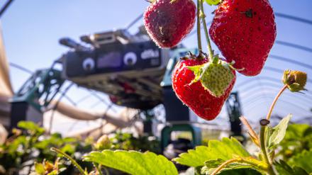 Roboter SHIVAA im Erdbeer-Einsatz.