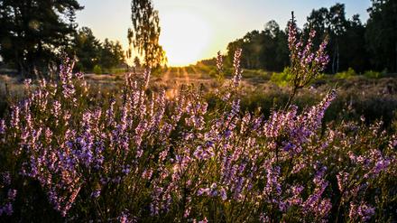In der Kyritz-Ruppiner Heide blüht derzeit das Heidekraut.