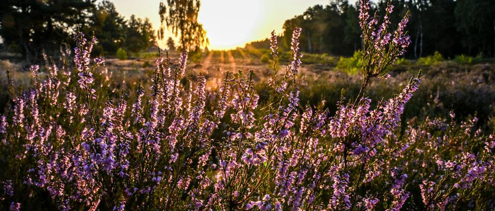 In der Kyritz-Ruppiner Heide blüht derzeit das Heidekraut.