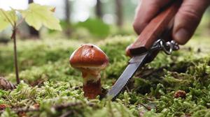 Im Schatten von Bäumen fühlen sich Pilze besonders wohl, wie hier ein Gold-Röhrling.