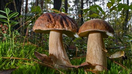 Zwei Steinpilze wachsen im Moos auf dem Waldboden. 
