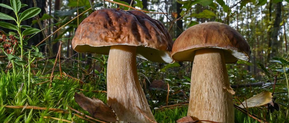Zwei Steinpilze wachsen im Moos auf dem Waldboden. 