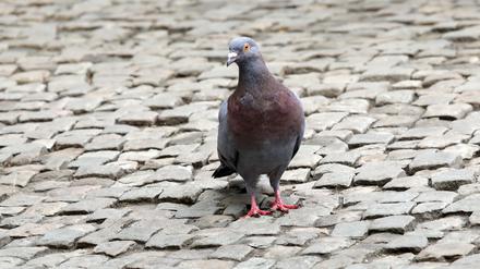 Potsdam, Tiere, Vögel, Tiere in der Stadt, Taube am Bassinplatz