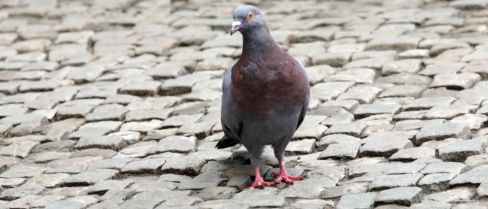 Potsdam, Tiere, Vögel, Tiere in der Stadt, Taube am Bassinplatz