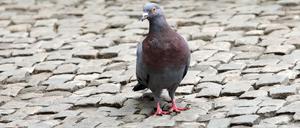 Potsdam, Tiere, Vögel, Tiere in der Stadt, Taube am Bassinplatz