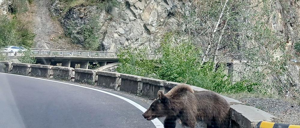 Ein etwa fünf Jahre alter Jungbär auf der Bergstraße Transfagarasan in den rumänischen Karpaten knurrt Autofahrer an.