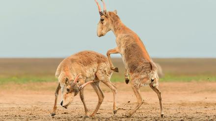 Die Antilopen sind in der zentralasiatischen Steppe beheimatet.