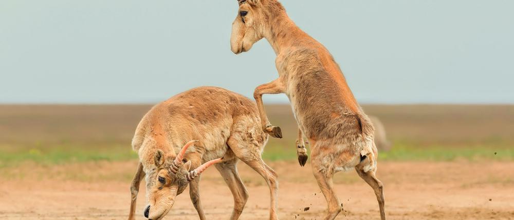 Die Antilopen sind in der zentralasiatischen Steppe beheimatet.