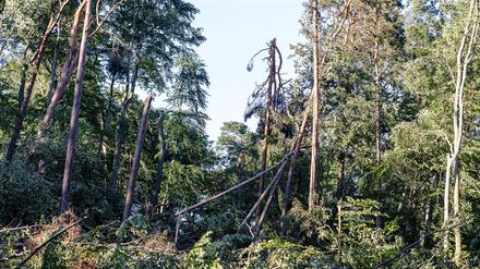 Mehrere Stürme hatten Ende Juni und im Juli schwere Schäden in den Tegeler und Spandauer Forsten angerichtet. (Archivbild)