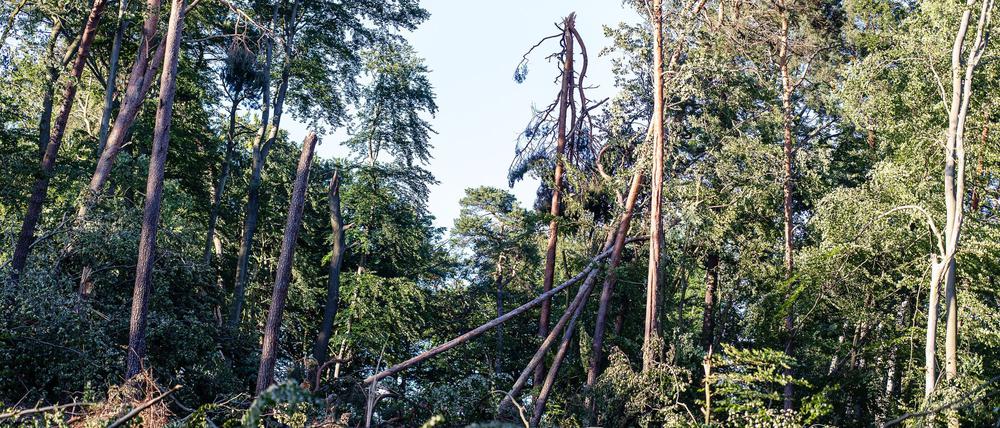 Mehrere Stürme hatten Ende Juni und im Juli schwere Schäden in den Tegeler und Spandauer Forsten angerichtet. (Archivbild)