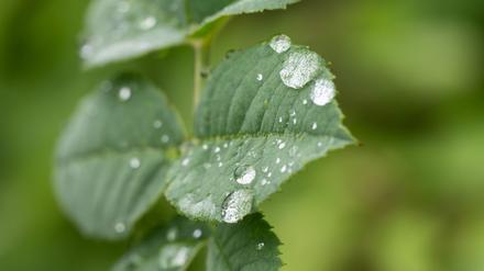 Durch den Regen treiben viele Bäume nun kräftig neue Blätter aus (Archivbild).
