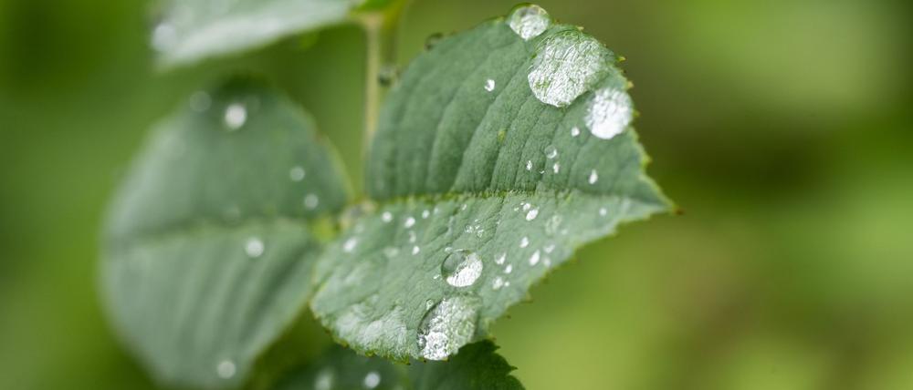 Durch den Regen treiben viele Bäume nun kräftig neue Blätter aus (Archivbild).