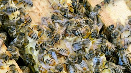 Die Bienen sind immer in Bewegung. (Archivbild)