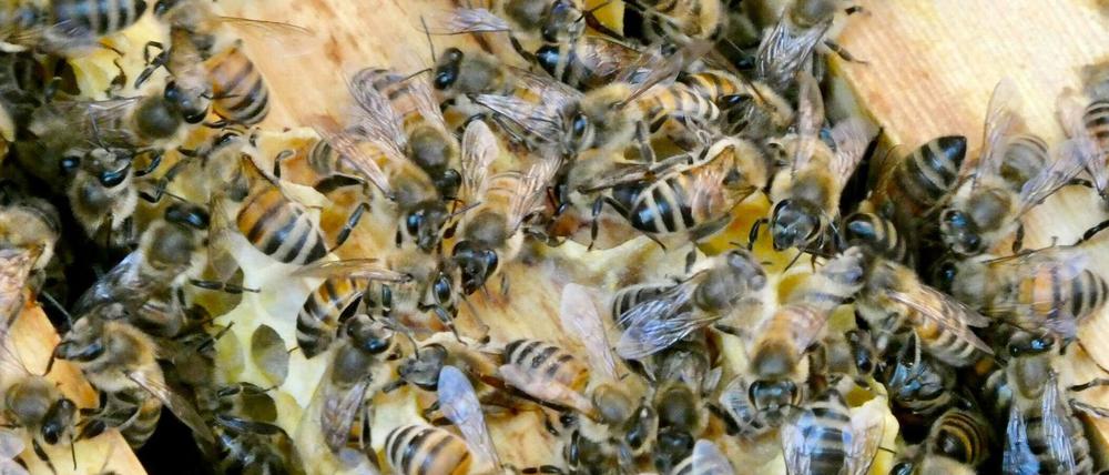 Die Bienen sind immer in Bewegung. (Archivbild)