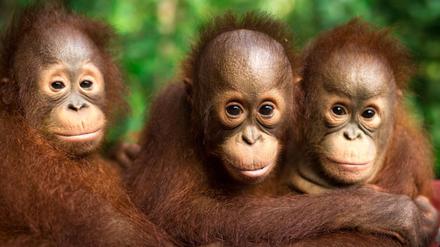 Auch jeder Einzelne kann einiges tun, um Orang-Utans zu schützen.