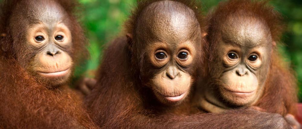 Auch jeder Einzelne kann einiges tun, um Orang-Utans zu schützen.