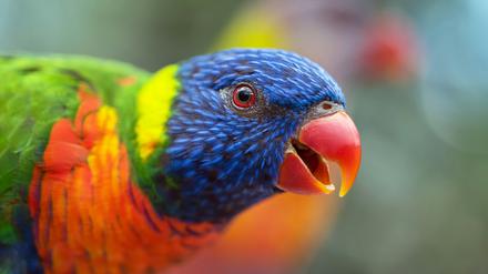 Auch bei Regenbogenloris fanden Forschende Hinweise auf Abweichungen zwischen genetischem und äußerem Geschlecht.