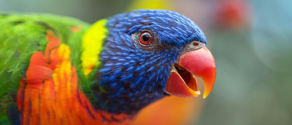 Auch bei Regenbogenloris fanden Forschende Hinweise auf Abweichungen zwischen genetischem und äußerem Geschlecht.