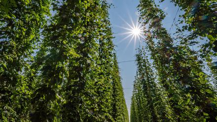 Hopfen im Anbaugebiet Hallertau.