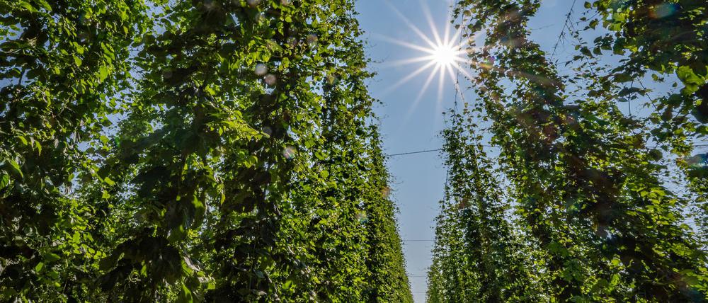 Hopfen im Anbaugebiet Hallertau.