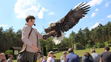 Ilka Simm-Schönholz und Weißkopfseeadler Dakota beim „Freiflug der Greifvögel“ auf dem Falkenhof Potsdam vom Verein Wald-Jagd-Naturerlebnis e.V. 