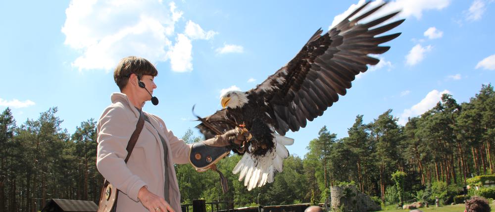 Ilka Simm-Schönholz und Weißkopfseeadler Dakota beim „Freiflug der Greifvögel“ auf dem Falkenhof Potsdam vom Verein Wald-Jagd-Naturerlebnis e.V. 