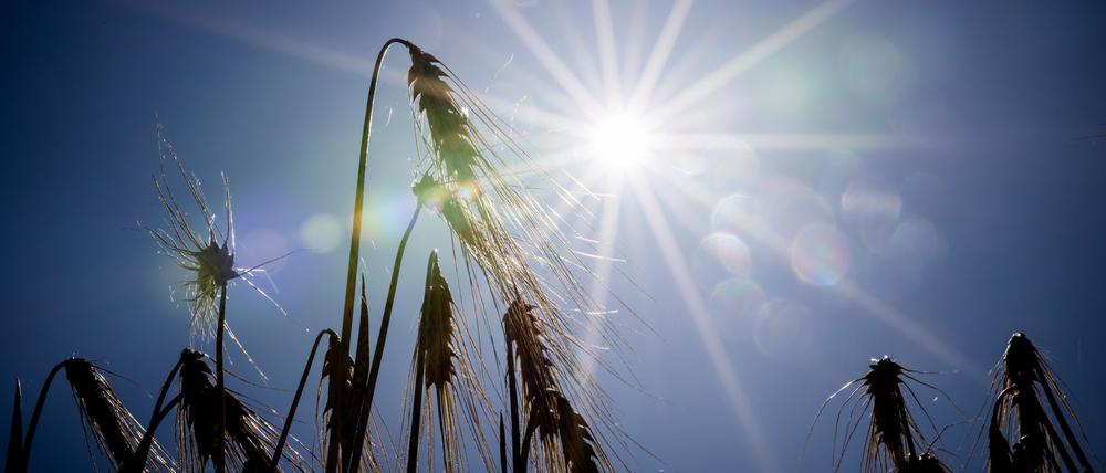 Sommerlich warm: Heute zeigt sich die Sonne in Berlin und Brandenburg fast ohne Unterbrechung. (Archivbild)