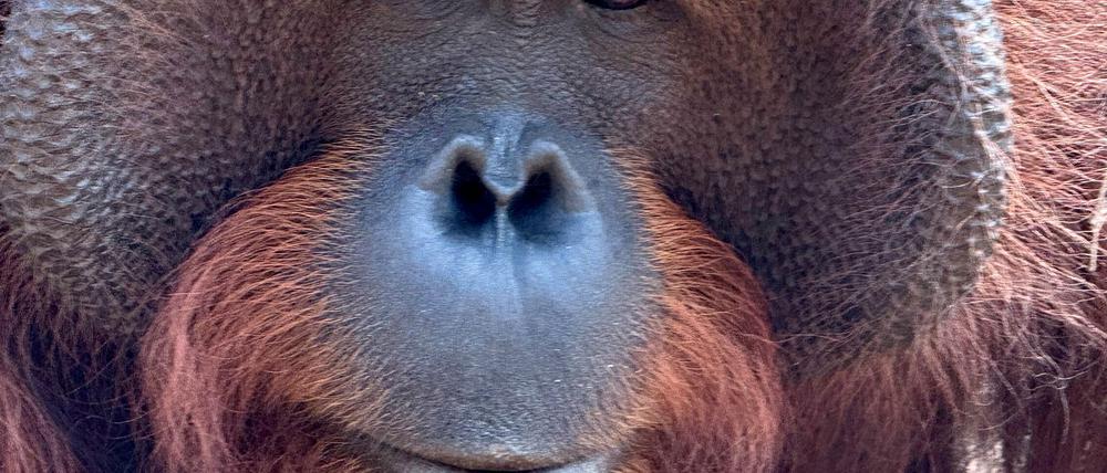 Orang-Utans teilen 97 Prozent ihres Erbguts mit den Menschen und sind sehr intelligent. (Archivbild)