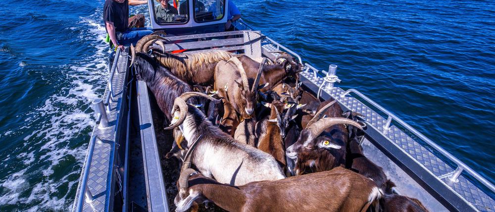 Per Boot werden die 22 tierischen Landschaftspfleger auf die Vogelschutzinsel Walfisch in der Wismarbucht gebracht.