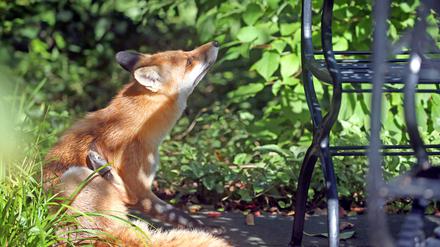 Gewöhnlicher Anblick: der Fuchs. Ungewöhnlich: stärkerer Flohbefall in der Umgebung von Fuchsbauen – gibt es einen Zusammenhang?