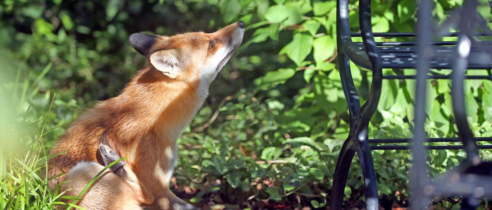 Gewöhnlicher Anblick: der Fuchs. Ungewöhnlich: stärkerer Flohbefall in der Umgebung von Fuchsbauen – gibt es einen Zusammenhang?